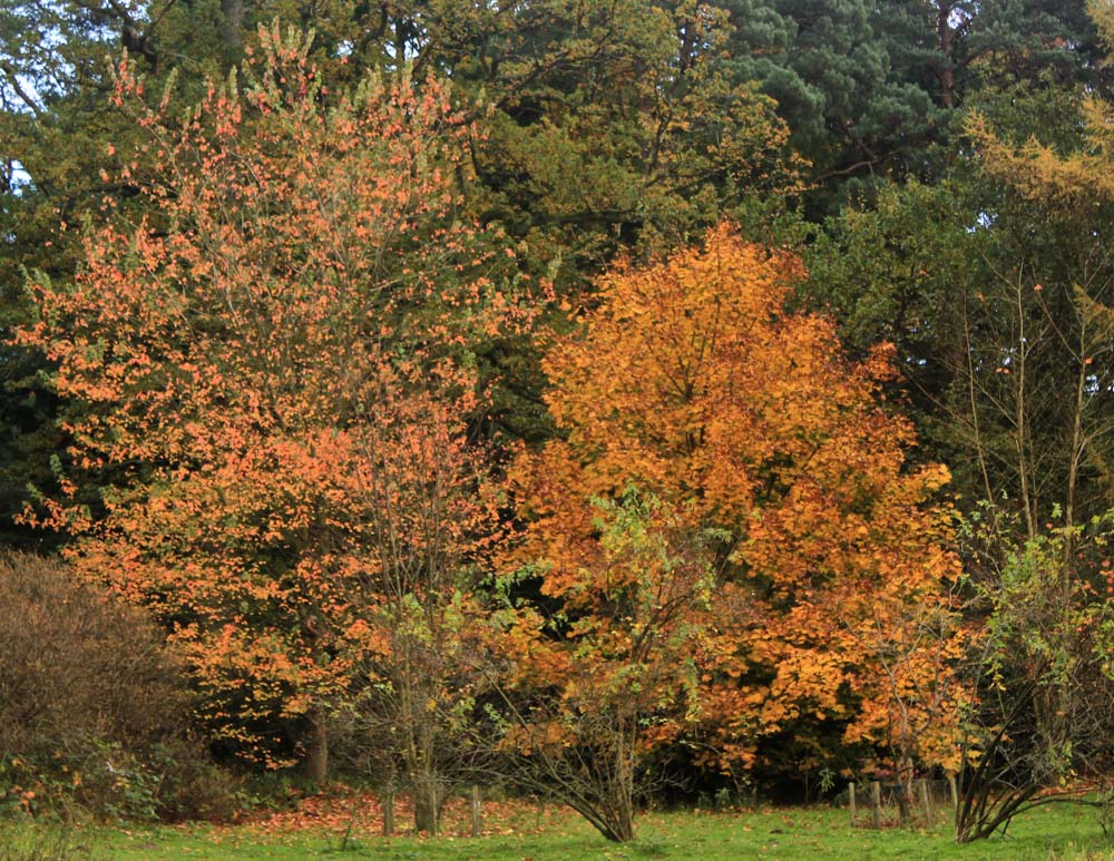 National Pinetum at Bedgebury