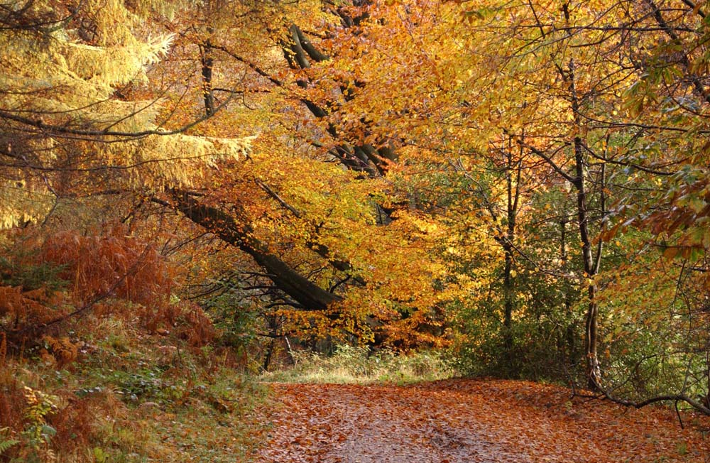 Grizedale Forest