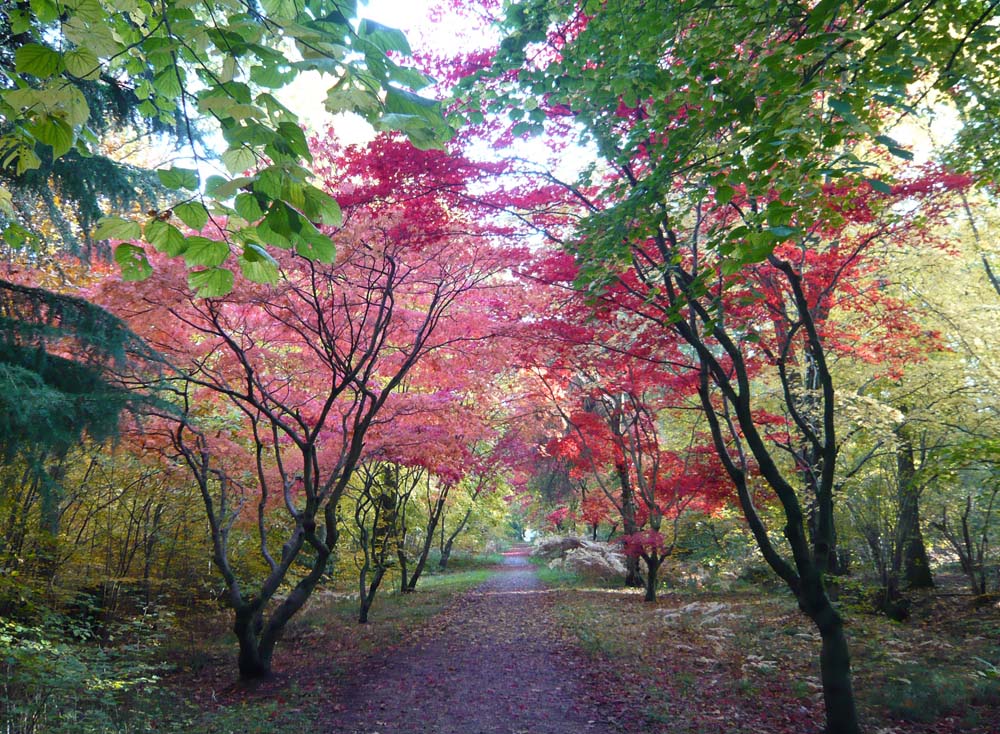 Alice Holt Forest