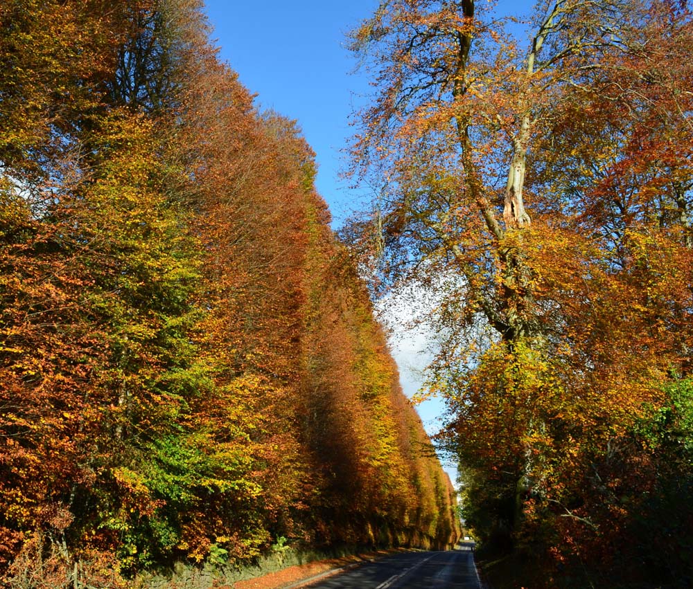 Meikleour Beech Hedges