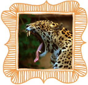 animal-bingo