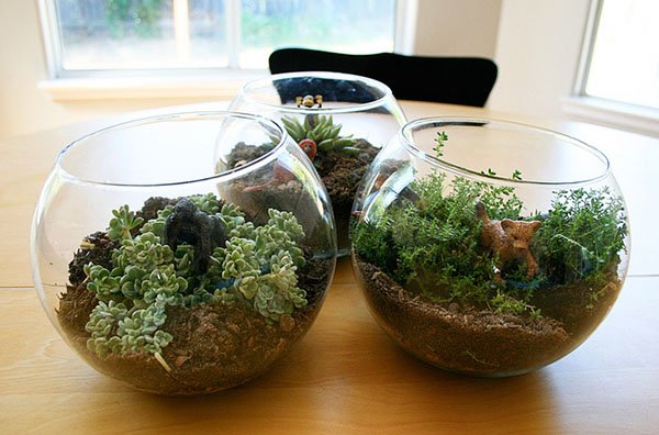 Terrarium With Kids