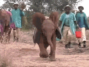elephant1-v1