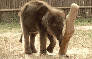 enhanced-elephant-10