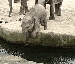 enhanced-elephant-6