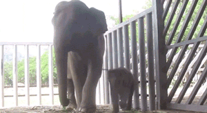 enhanced-elephant-7