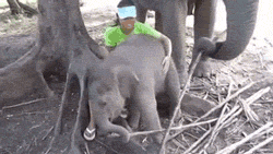 enhanced-elephant-8