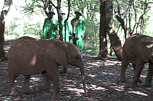 enhanced-elephant-9